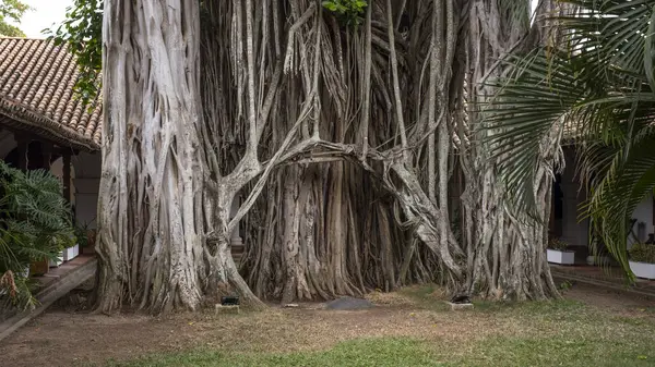 stock image The Banyan Tree in the middle of a Spanish Colony House, Mompox, Colombia