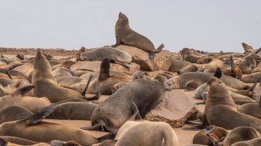 Cape Cross Namibya Ulusal Parkı, Güney Afrika 'da Kürk Mührü