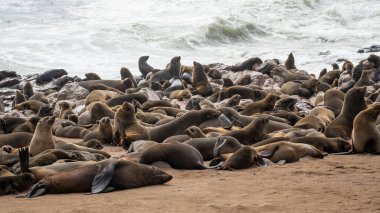 Cape Cross Namibya Ulusal Parkı, Güney Afrika 'da Kürk Mührü