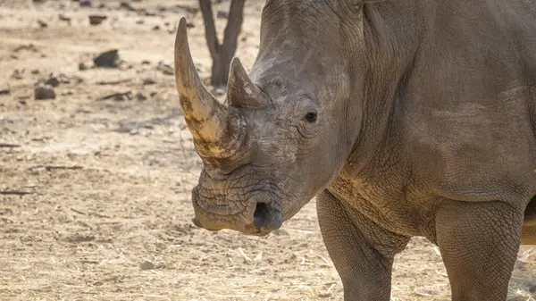 stock image White Rhino in Namibia, Southern Africa