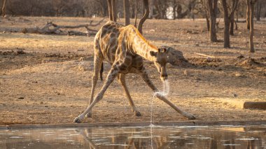 Namibya 'daki bir su birikintisinden su içen zürafa