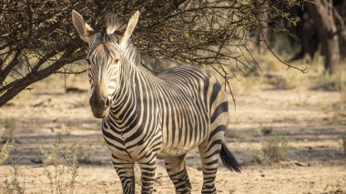 Zebra Etosha Natiomal Parkı, Namibya, Güney Afrika