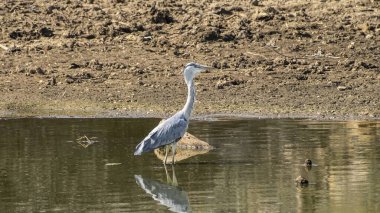 Heron Looking at its hunt at A Waterhole in Namibia clipart