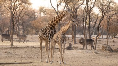 Zürafa ve bebek Namibya 'nın vahşi doğasında, Güney Afrika