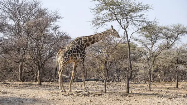 Giraffe in The Wilderness of Namibia, Southern Africa