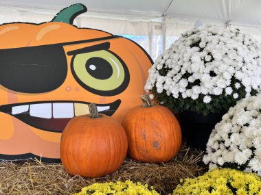 Cadılar Bayramı 'nda Kanada' da bir festivalde balkabakları