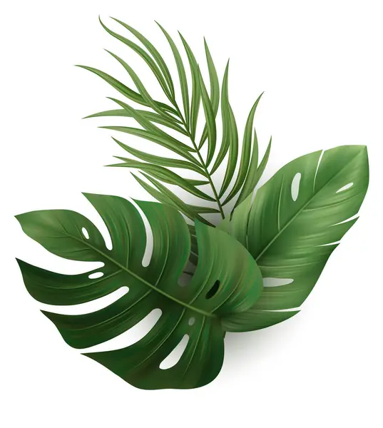 Tropical Palm Leaves Monstera Plant Leaf Vector Illustration — Stock Vector