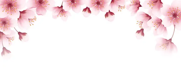 Floral Άνοιξη Λουλούδια Κεράσι Blossom Σύνορα Ρεαλιστικό Πανό Ροζ Φόντο Διάνυσμα Αρχείου