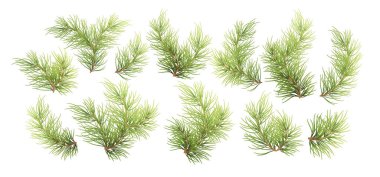 Orman Yaprakları ve Tatil Temaları Üzerine Gerçekçi Yeşil Çam Dallarının Vektör Resimleri.