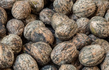 İspanya 'dan doğal ve organik cevizler.