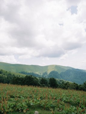 Sisli gökyüzünde Karpatlar 'ın büyüleyici yaz manzarası