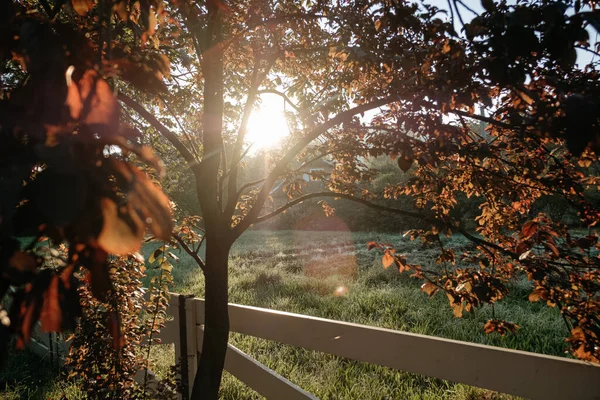 Солнечная Лесная Поляна Солнечным Светом Сияющим Через Корону Дерева — стоковое фото