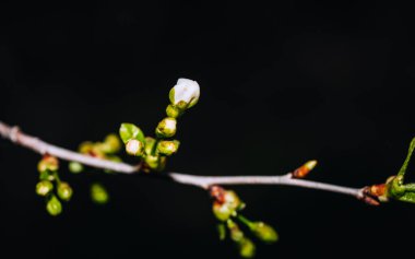 Tomurcuklu kiraz dalı, çiçekli arı