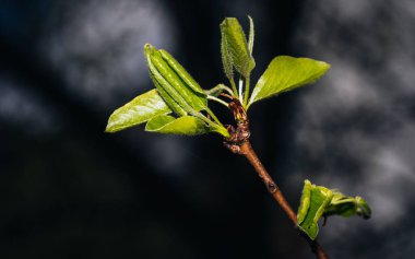 Sebze ağacının dalında yapraklar