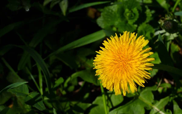 Желтый Цветок Одуванчика — стоковое фото