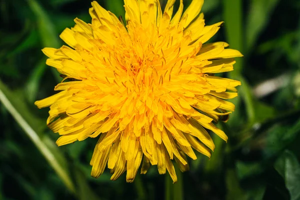 Egy Pitypang Sárga Virága — Stock Fotó