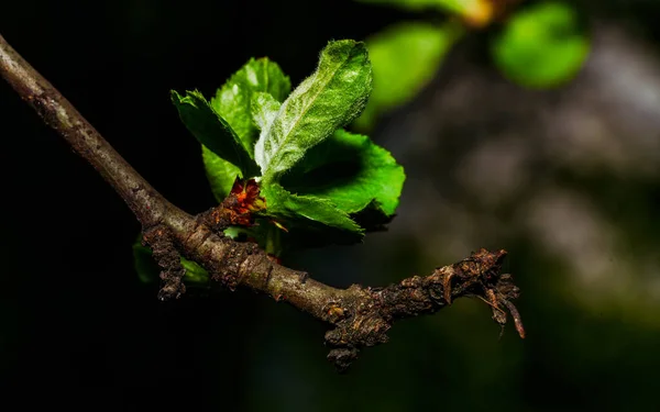 Листья Ветке Овощного Дерева — стоковое фото
