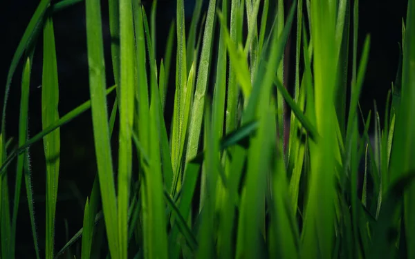 yeşil çimen arka plan, bitki, bahar yeşili