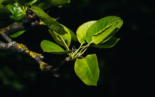 Sebze ağacının dalında yapraklar