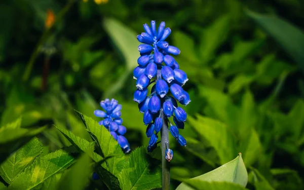 Mavi sümbül çiçeği, bahar yeşili.