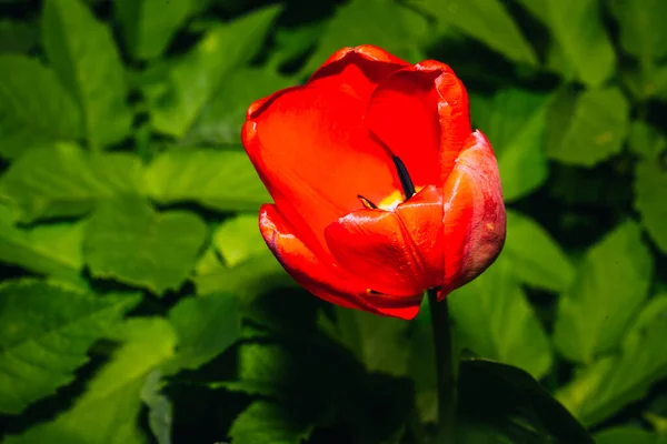 Bahçede lale, ilkbahar yeşili