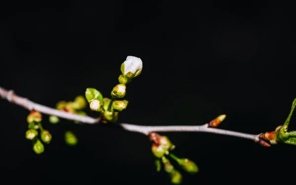Tomurcuklu kiraz dalı, çiçekli arı