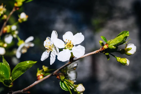 Tomurcuklu kiraz dalı, çiçekli arı