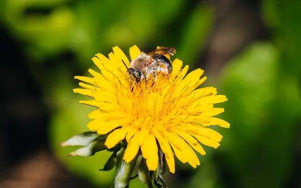 Karahindiba üzerinde arı, karahindiba üzerinde arı