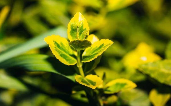 Sárga Virág Kertben — Stock Fotó