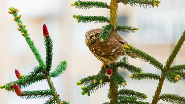 Noel ağacında oturan küçük bir baykuşun yakın plan portresi, kozalaklı Noel ağacı dalı.