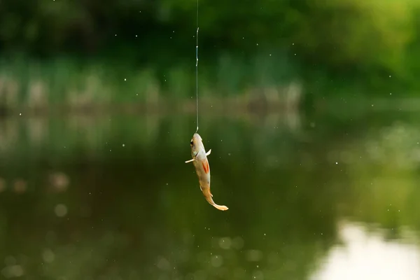 Поймал Рыбу Крючке Окунь — стоковое фото