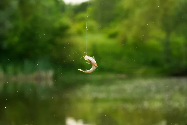 Kancaya takılmış balık, levrek