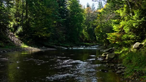 Ποταμός Μάουντεν Φθινόπωρο Βίντεο Αργής Κίνησης Βράχια Στο Δάσος Φθινόπωρο — Αρχείο Βίντεο