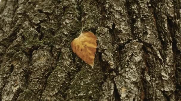 Žlutooranžový List Visí Pavučině Stromečkuvideo Pomalé Kůra Stromů Podzimní Listí — Stock video