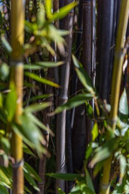 Arka plan veya dekorasyon, Bambu, Madrid 'in fotoğrafları. 