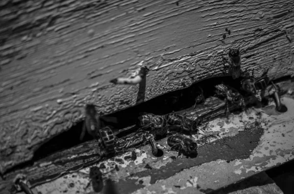 La Cabrera, Madrid 'de bir arı kovanında fotoğraf çekimi.