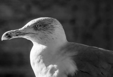 Roma forumunda turistleri ağırlayan martılardan biri..