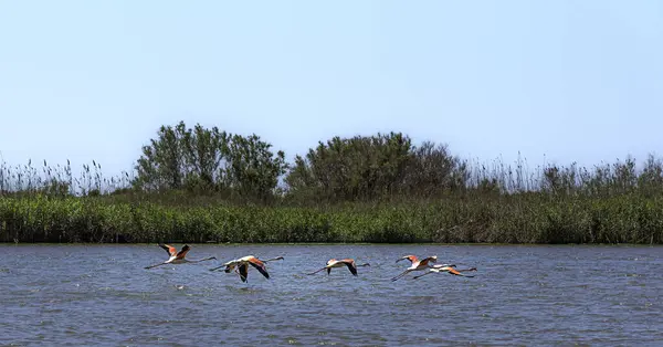 Flamingos in flight in the Rambla de Morales Wetlands, Cabo de Gata, Almeria