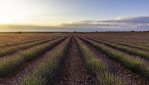 Açan lavanta tarlaları, Brihuega, Guadalajara, İspanya 'da lavanta tomurcukları