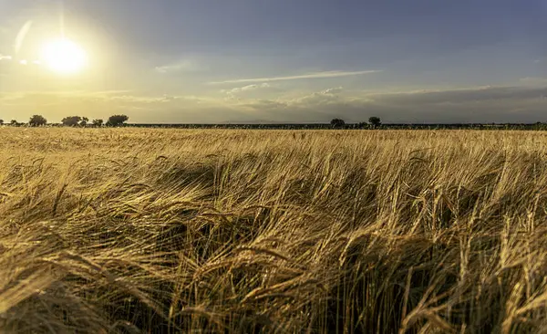 The Castilian plateau extends endless fields planted with wheat, Cabezamesada, Toledo