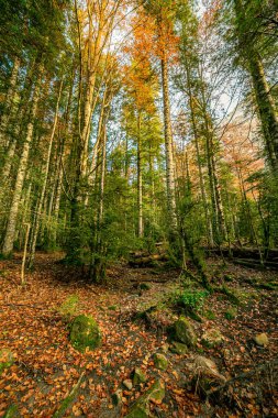 Pradera de Ordesa 'dan Caballo Şelalesi' ne giden yolu süsleyen birçok kayın ağacının sonbahar manzarasının büyüsü.