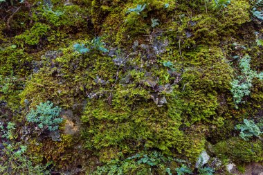  Moss, basitçe doğanın ifadesi..