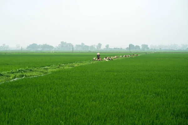 緑豊かな霧の田んぼ ニンビン ベトナムを通してヤギの女性農家をリードする群れ — ストック写真