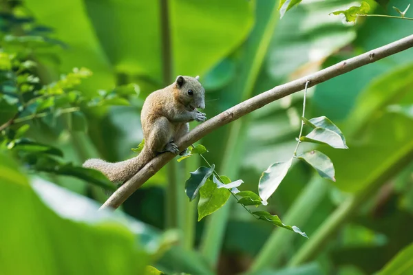 Χαρούμενος Γκριζομάλλης Σκίουρος Ένα Κλαδί Callosciurus Caniceps Μια Φυτεία Μπανάνας — Φωτογραφία Αρχείου
