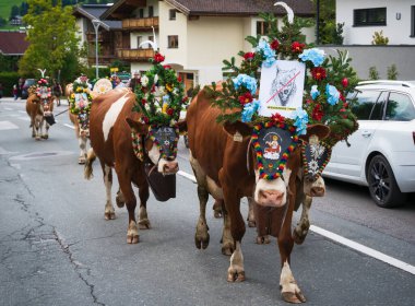 Oberau, Wildschoenau, Avusturya - 24 Eylül 2022: 'Almabtrieb', sonbaharda süslü ineklerin vadilerdeki çiftliğe döndüğü etkinlik, çiftlik hayvanlarını tehdit eden kurt işareti takan bir inek
