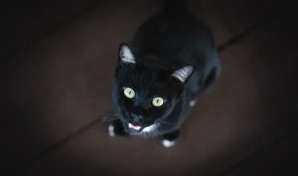 Beyaz Pençeli Siyah Sevimli Kedi Insanların Bakış Açısından Görülen Yiyecek — Stok fotoğraf