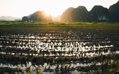 Altın gün batımında Ninh Binh, Vietnam 'daki Karst Dağları boyunca pirinç tarlaları hasat etti.