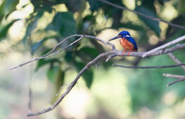 Mavi kulaklı Kingfisher, Sukau, Sabah, Borneo, Malezya 'daki Kinabatangan nehri boyunca güneşli arazide.