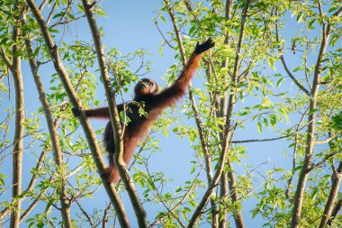 Vahşi Orang Utan sabahın erken saatlerinde yaprakları topluyor. Sukau, Sabah, Borneo, Malezya 'da güneşle aydınlanıyor.