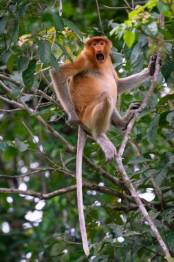 Dişi Proboscis Maymun veya Uzun Burunlu Maymun, Nasalis larvatus, Sukau, Sabah, Borneo, Malezya 'da bir ağacın üzerinde ağzı açık oturuyor.